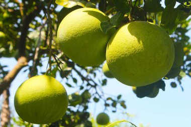 Bahçede olgun meyveler