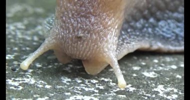 Yerde sürünen bir salyangoz görüntüsü.