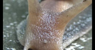 Yerde sürünen bir salyangoz görüntüsü.