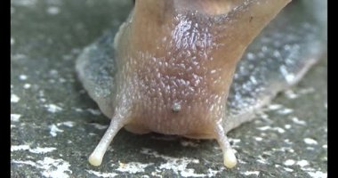 Yerde sürünen bir salyangoz görüntüsü.