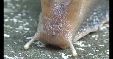 Yerde sürünen bir salyangoz görüntüsü.