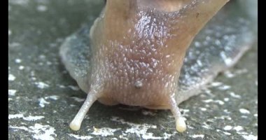 Yerde sürünen bir salyangoz görüntüsü.