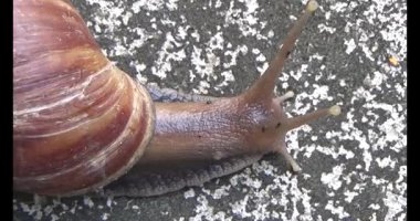 Yerde sürünen bir salyangoz görüntüsü.