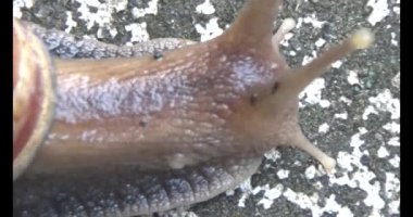 Yerde sürünen bir salyangoz görüntüsü.