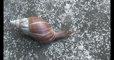 Yerde sürünen bir salyangoz görüntüsü.