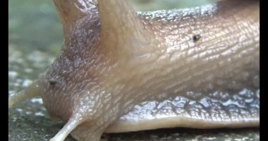 Yerde sürünen bir salyangoz görüntüsü.