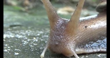 Yerde sürünen bir salyangoz görüntüsü.