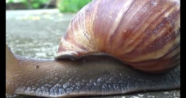 Yerde sürünen bir salyangoz görüntüsü.