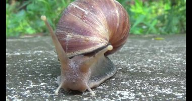 Yerde sürünen bir salyangoz görüntüsü.