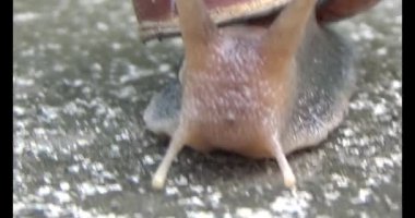 Yerde sürünen bir salyangoz görüntüsü.