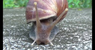 Yerde sürünen bir salyangoz görüntüsü.