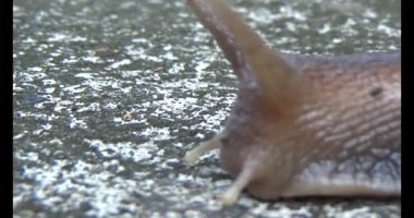 Yerde sürünen bir salyangoz görüntüsü.