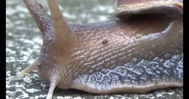 Yerde sürünen bir salyangoz görüntüsü.