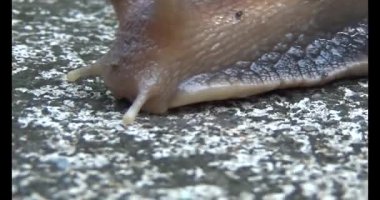 Yerde sürünen bir salyangoz görüntüsü.