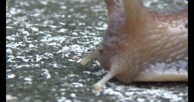 Yerde sürünen bir salyangoz görüntüsü.