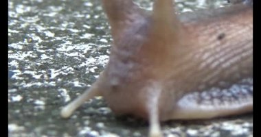 Yerde sürünen bir salyangoz görüntüsü.