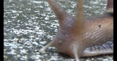 Yerde sürünen bir salyangoz görüntüsü.