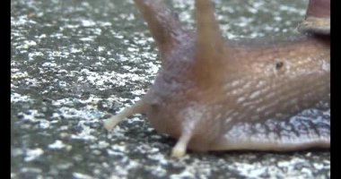 Yerde sürünen bir salyangoz görüntüsü.