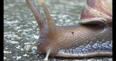 Yerde sürünen bir salyangoz görüntüsü.