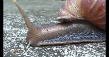 Yerde sürünen bir salyangoz görüntüsü.