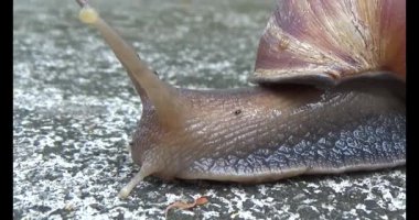 Yerde sürünen bir salyangoz görüntüsü.