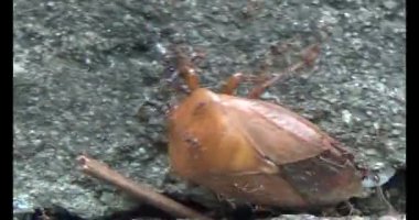 kahverengi pis koku böceği karıncalar tarafından kovalandı