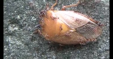 kahverengi pis koku böceği karıncalar tarafından kovalandı