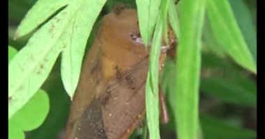 kahverengi pis koku böceği karıncalar tarafından kovalandı