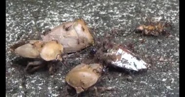 kahverengi pis koku böceği karıncalar tarafından kovalandı