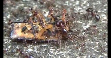 kahverengi pis koku böceği karıncalar tarafından kovalandı