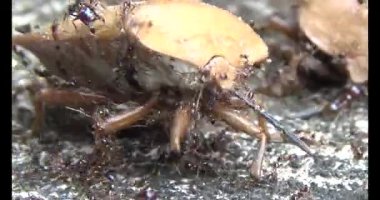 kahverengi pis koku böceği karıncalar tarafından kovalandı