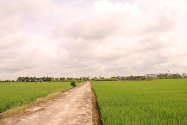 Vietnam 'daki pirinç tarlaları. Tarlada yeşil pirinç tarlaları var. Çiftçiler üzerinde çalışıyor. Arka planda köyler ve köy yolları var.