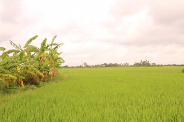 Vietnam 'daki pirinç tarlaları. Tarlada yeşil pirinç tarlaları var. Çiftçiler üzerinde çalışıyor. Arka planda köyler ve köy yolları var.