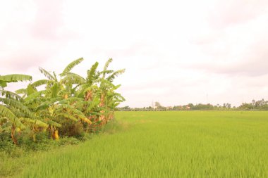 Vietnam 'daki pirinç tarlaları. Tarlada yeşil pirinç tarlaları var. Çiftçiler üzerinde çalışıyor. Arka planda köyler ve köy yolları var.