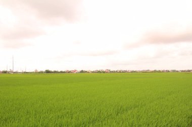 Vietnam 'daki pirinç tarlaları. Tarlada yeşil pirinç tarlaları var. Çiftçiler üzerinde çalışıyor. Arka planda köyler ve köy yolları var.