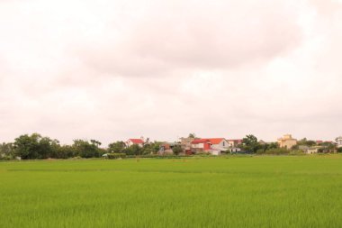 Vietnam 'daki pirinç tarlaları. Tarlada yeşil pirinç tarlaları var. Çiftçiler üzerinde çalışıyor. Arka planda köyler ve köy yolları var.