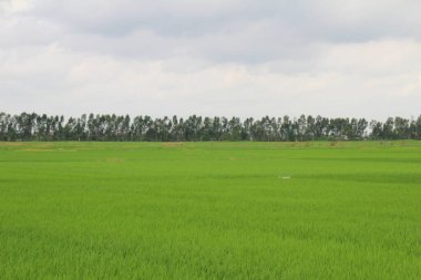 Vietnam 'daki pirinç tarlaları. Tarlada yeşil pirinç tarlaları var. Çiftçiler üzerinde çalışıyor. Arka planda köyler ve köy yolları var.