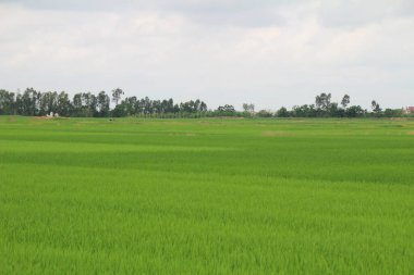 Vietnam 'daki pirinç tarlaları. Tarlada yeşil pirinç tarlaları var. Çiftçiler üzerinde çalışıyor. Arka planda köyler ve köy yolları var.