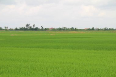 Vietnam 'daki pirinç tarlaları. Tarlada yeşil pirinç tarlaları var. Çiftçiler üzerinde çalışıyor. Arka planda köyler ve köy yolları var.