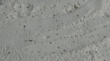 Beyaz un içinde sürünen buğday bitleri.