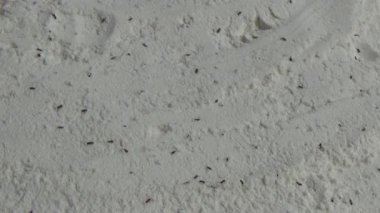 Beyaz un içinde sürünen buğday bitleri.