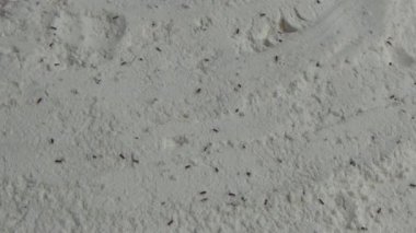 Beyaz un içinde sürünen buğday bitleri.