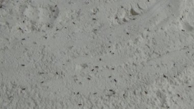 Beyaz un içinde sürünen buğday bitleri.