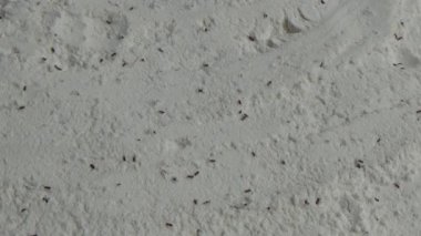 Beyaz un içinde sürünen buğday bitleri.