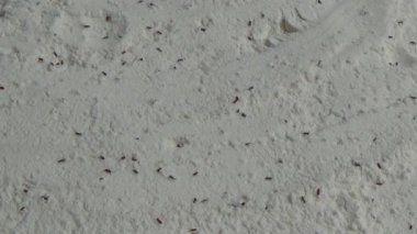 Beyaz un içinde sürünen buğday bitleri.