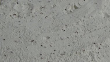 Beyaz un içinde sürünen buğday bitleri.