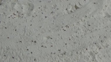 Beyaz un içinde sürünen buğday bitleri.