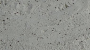 Beyaz un içinde sürünen buğday bitleri.