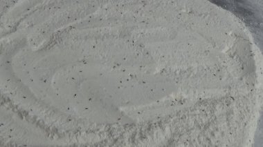 Beyaz un içinde sürünen buğday bitleri.