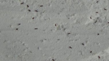 Beyaz un içinde sürünen buğday bitleri.